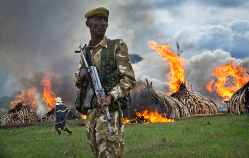 Illustration for article titled Today, Kenya Is Torching 5 Percent of the World's Stockpiled Ivory